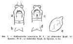Habrotrocha constricta