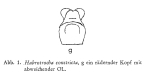 Habrotrocha constricta