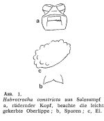 Habrotrocha constricta