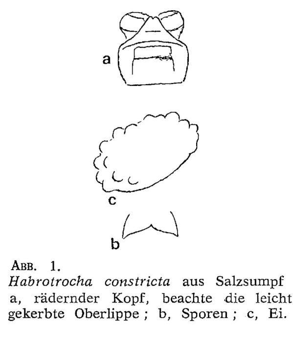 Habrotrocha constricta Habrotrocha constricta