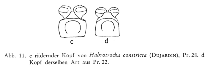 Habrotrocha constricta Habrotrocha constricta