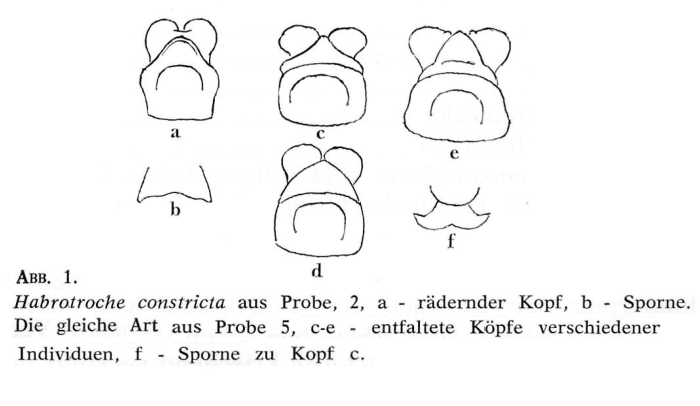 Habrotrocha constricta