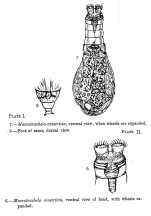 Habrotrocha constricta