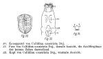 Habrotrocha constricta