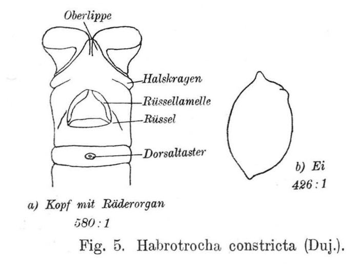 Habrotrocha constricta