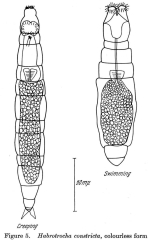 Habrotrocha constricta
