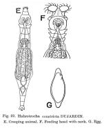 Habrotrocha constricta