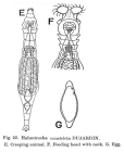 Habrotrocha constricta