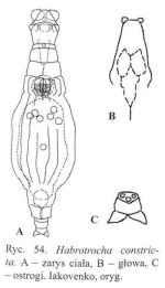 Habrotrocha constricta