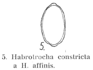 Habrotrocha constricta