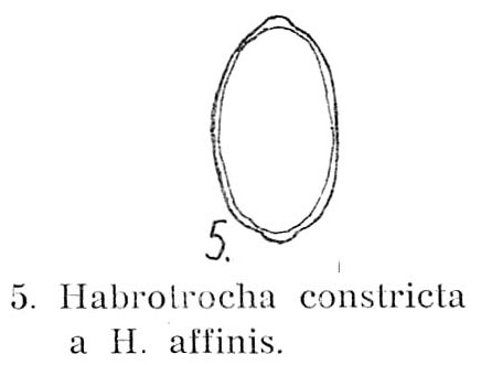 Habrotrocha constricta Habrotrocha constricta