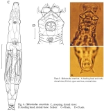 Habrotrocha constricta