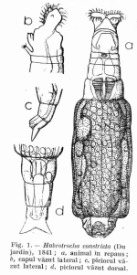 Habrotrocha constricta