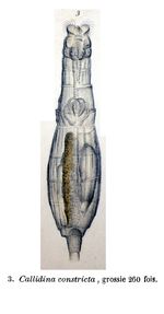 Habrotrocha constricta - Original description image