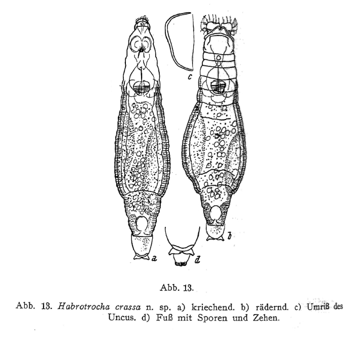 Habrotrocha crassa - Original description image