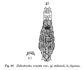 Habrotrocha crenata