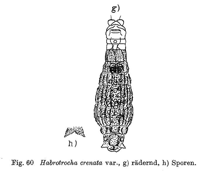 Habrotrocha crenata Habrotrocha crenata