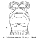 Habrotrocha crenata