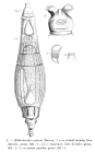 Habrotrocha crenata