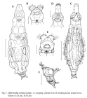 Habrotrocha crenata