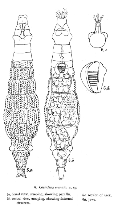 Habrotrocha crenata - Original description image