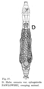 Habrotrocha crenata sphagnicola