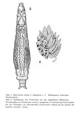 Habrotrocha crenata sphagnicola - Original description image