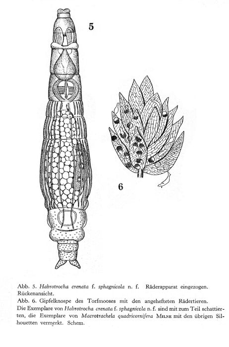 Habrotrocha crenata sphagnicola - Original description image