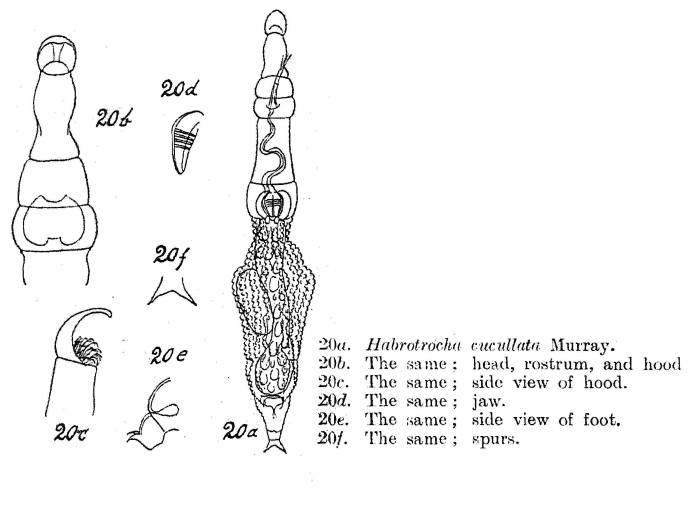 Habrotrocha cucullata - Original description image