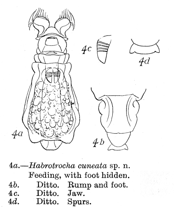 Habrotrocha cuneata - Original description image