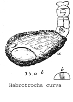 Habrotrocha curva - Original description image