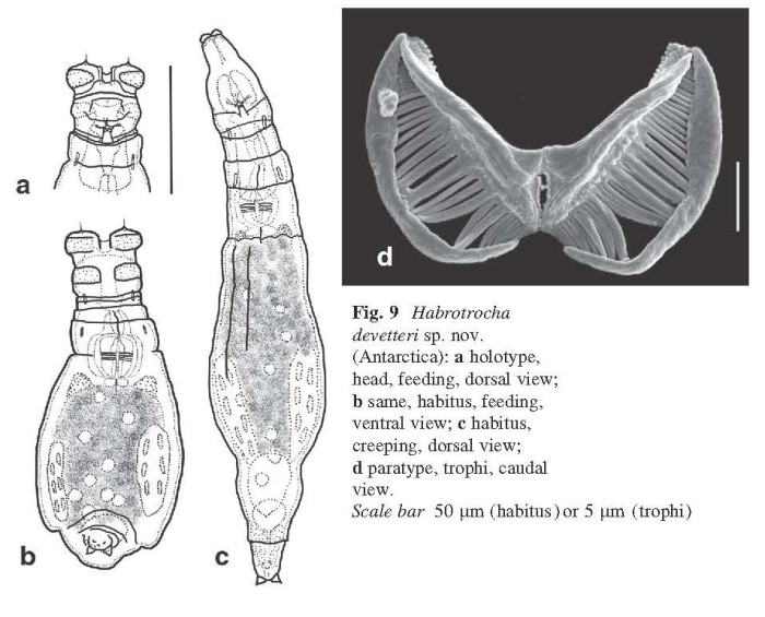 Habrotrocha devetteri - Original description image