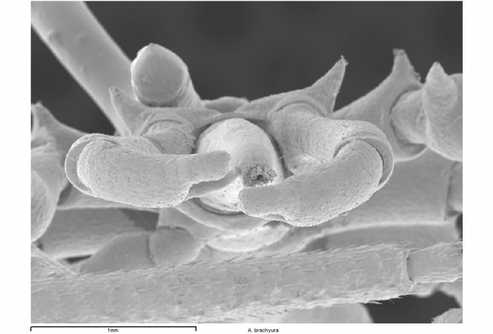 Austropallene brachyura Austropallene brachyura