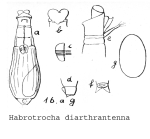 Habrotrocha diarthrantenna - Original description image