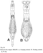 Habrotrocha elegans