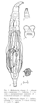 Habrotrocha elegans