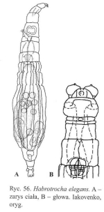 Habrotrocha elegans