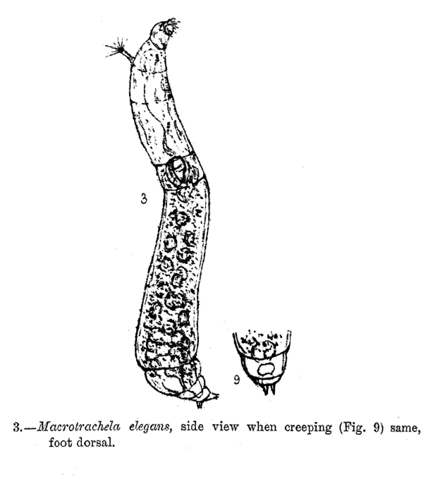 Habrotrocha elegans - Original description image