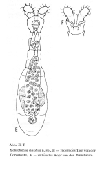 Habrotrocha elliptica - Original description image