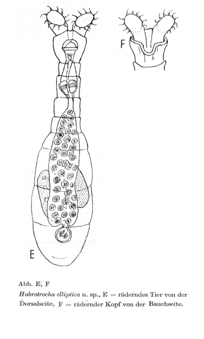 Habrotrocha elliptica - Original description image