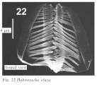 Habrotrocha elusa