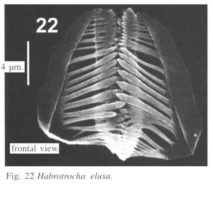 Habrotrocha elusa Habrotrocha elusa