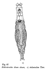 Habrotrocha elusa