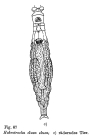 Habrotrocha elusa