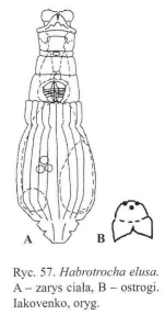 Habrotrocha elusa