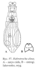 Habrotrocha elusa