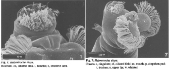 Habrotrocha elusa