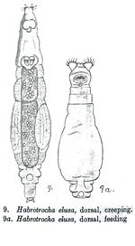 Habrotrocha elusa - Original description image