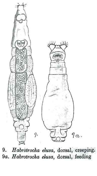 Habrotrocha elusa - Original description image