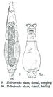 Habrotrocha elusa